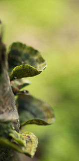 Green Trametes versicolor (presumed), Heeswijk-Dintherse Bossen  Europe,Fungi,Heeswijk,Macro,Netherlands,Trametes versicolor,Turkey tail