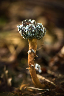 Mould-infected fungus, Heeswijk-Dintherse Bosssen I am assuming this is not some weird species, instead they are normal fungi infected by some other type of fungus or parasite. I'll see if I can get an expert to verify this claim.  Europe,Fungi,Heeswijk,Macro,Netherlands