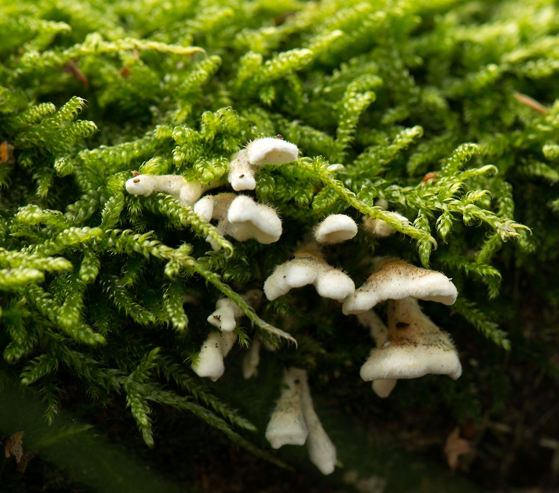 Closeup of Plicaturopsis crispa growing admist moss  Europe,Fungi,Heeswijk,Macro,Netherlands,Plicaturopsis crispa