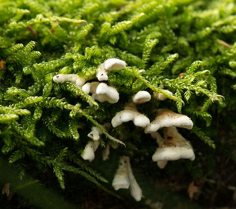 Closeup of Plicaturopsis crispa growing admist moss  Europe,Fungi,Heeswijk,Macro,Netherlands,Plicaturopsis crispa