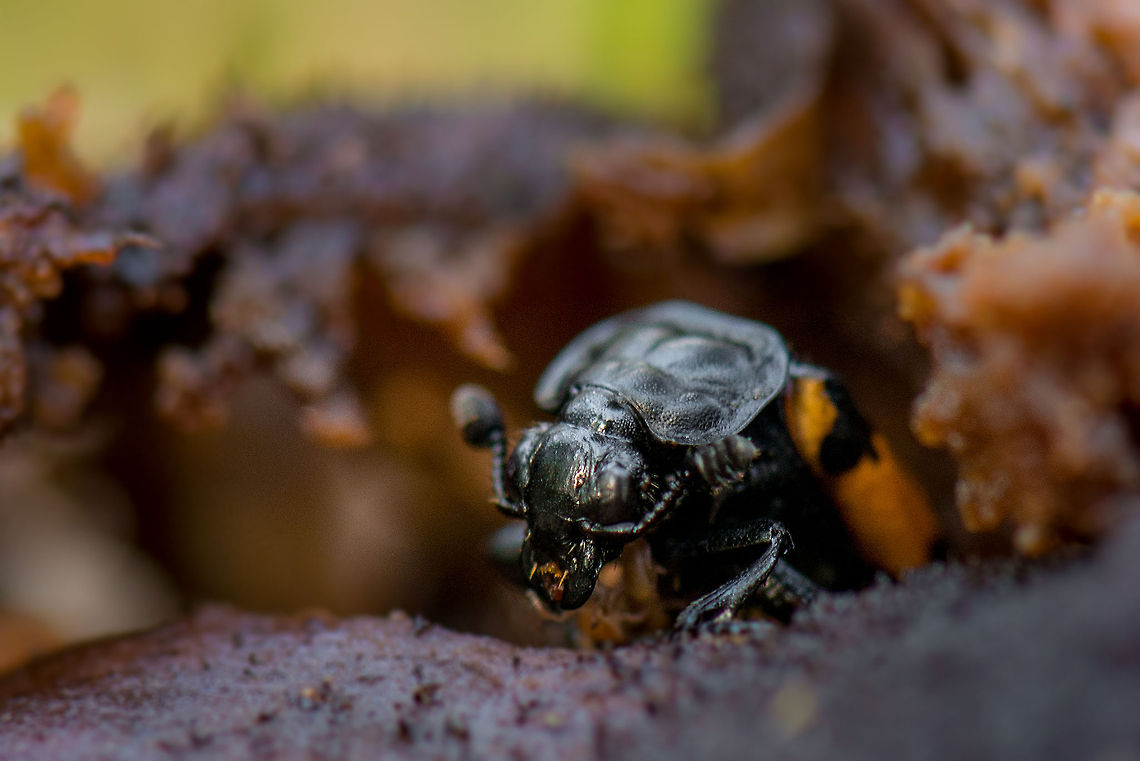 Nicrophorus Beetle arises from fallen fungus - closeup Closeup of a beetle that arises from a rotten fungus that I knocked over. In dutch they are called "Dead Burrier", for their strange mating and reproduction behavior where they attract mates by the corpse of a mouse or other small mammal, then bury the corpse, mate, lay the eggs in a tunnel close to the corpse. Europe,Fungi,Heeswijk,Macro,Netherlands,Nicrophorus,Nicrophorus vespillo