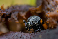 Nicrophorus Beetle arises from fallen fungus - closeup Closeup of a beetle that arises from a rotten fungus that I knocked over. In dutch they are called "Dead Burrier", for their strange mating and reproduction behavior where they attract mates by the corpse of a mouse or other small mammal, then bury the corpse, mate, lay the eggs in a tunnel close to the corpse.  Europe,Fungi,Heeswijk,Macro,Netherlands,Nicrophorus,Nicrophorus vespillo