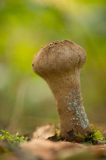 Pestle Puffball closeup, Berghem, Netherlands This one had already burst, and seems to have been infected by another fungus. Europe,Fungi,Handkea excipuliformis,Heeswijk,Macro,Netherlands,Pestle Puffball,autumn