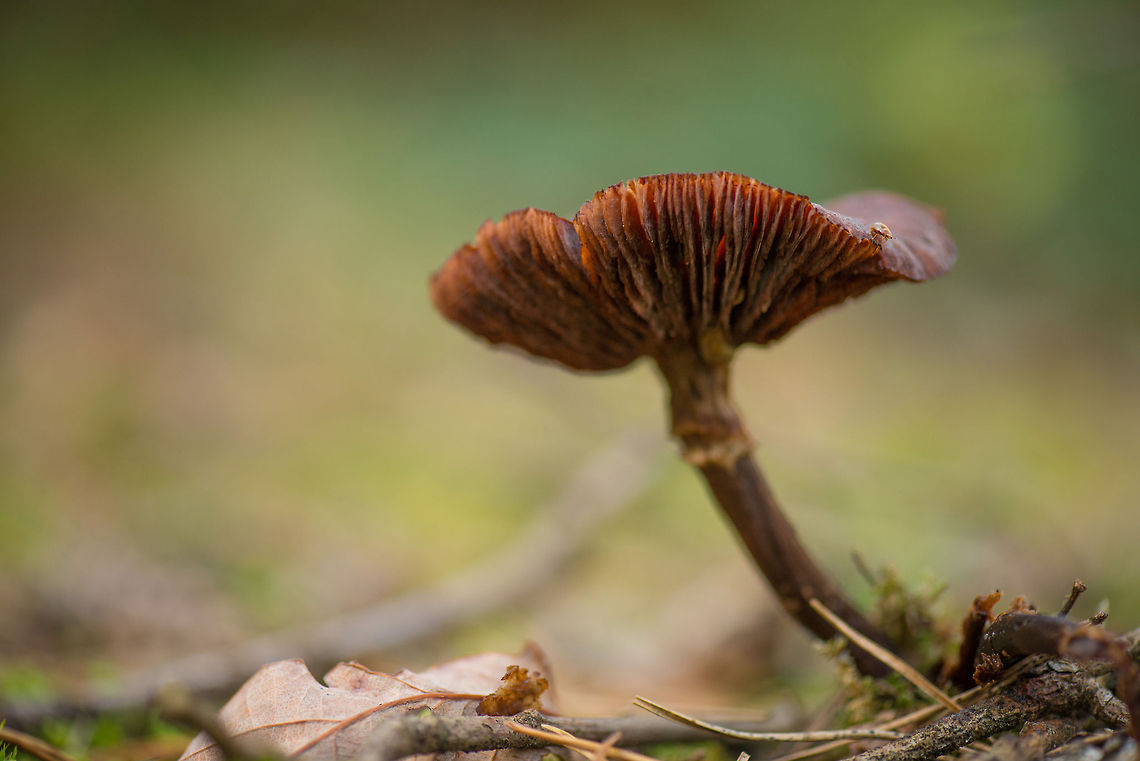 Old Cortinarius, Berghem, Netherlands In dutch, this genus is called "Curtain Fungi". Unfortunately, there's over 2,000 species of them and given the age of this one, I likely will not be able to identify it.<br />
<br />
Update: got help from an expert who identified it as "Galerina marginata". Europe,Fungi,Galerina marginata,Heeswijk,Macro,Netherlands