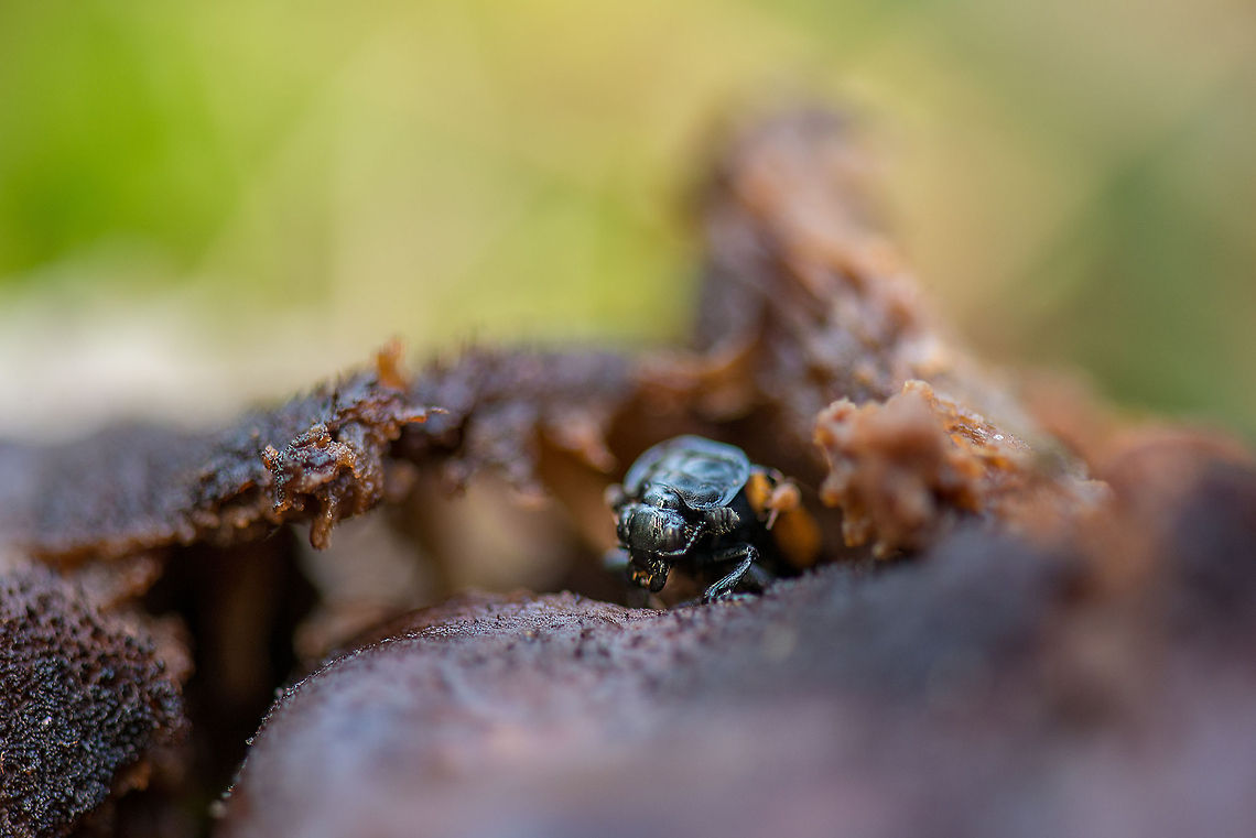 Beetle arises from fallen fungus As I get more practice photographing fungi, increasingly I'm doing some "gardening" to clean up the scene: removing twigs, leafs, etc from the forest floor, all unobtrusively. In this case, a far-gone rotting fungus was in the way so I knocked it over. To my surprise this beetle came out from the inside of the fungus. I'm not sure why or if they even eat them. Closeup:<br />
<figure class="photo"><a href="https://www.jungledragon.com/image/23083/nicrophorus_beetle_arises_from_fallen_fungus_-_closeup.html" title="Nicrophorus Beetle arises from fallen fungus - closeup"><img src="https://s3.amazonaws.com/media.jungledragon.com/images/2/23083_thumb.jpg?AWSAccessKeyId=05GMT0V3GWVNE7GGM1R2&Expires=1763596810&Signature=COkvGLUsm8NWDti2b5%2FmruFiob4%3D" width="200" height="134" alt="Nicrophorus Beetle arises from fallen fungus - closeup Closeup of a beetle that arises from a rotten fungus that I knocked over. In dutch they are called "Dead Burrier", for their strange mating and reproduction behavior where they attract mates by the corpse of a mouse or other small mammal, then bury the corpse, mate, lay the eggs in a tunnel close to the corpse. Europe,Fungi,Heeswijk,Macro,Netherlands,Nicrophorus,Nicrophorus vespillo" /></a></figure> Europe,Fungi,Heeswijk,Macro,Netherlands,Nicrophorus,Nicrophorus vespillo