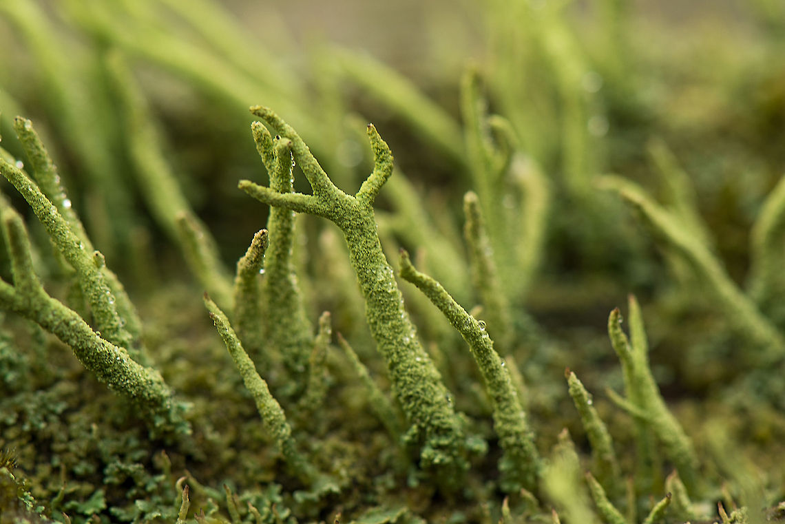 Common Powderhorn, Berghem  Berghem,Cladonia coniocraea,Common Powderhorn,Europe,Maashorst,Macro,Netherlands