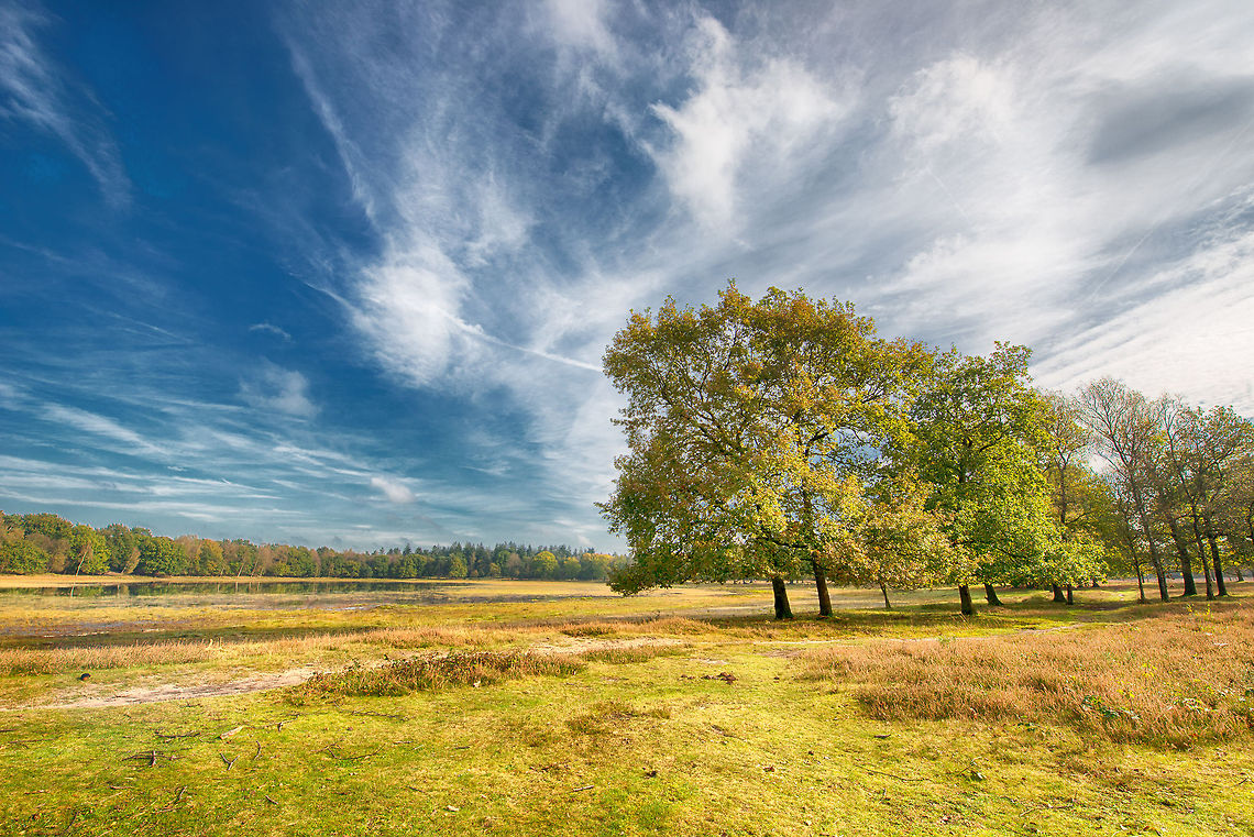 Ganzenven, Berghem, the Netherlands This is a smallish lake (hard to see, I know) in a forest near me. I was on a fungi hunt and figured to try out the new tripod and 14mm. I used a bracket of 3 to maximize the dynamic range. Berghem,Europe,Geotagged,Maashorst,Netherlands,The Netherlands