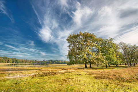 Ganzenven, Berghem, the Netherlands This is a smallish lake (hard to see, I know) in a forest near me. I was on a fungi hunt and figured to try out the new tripod and 14mm. I used a bracket of 3 to maximize the dynamic range. Berghem,Europe,Geotagged,Maashorst,Netherlands,The Netherlands
