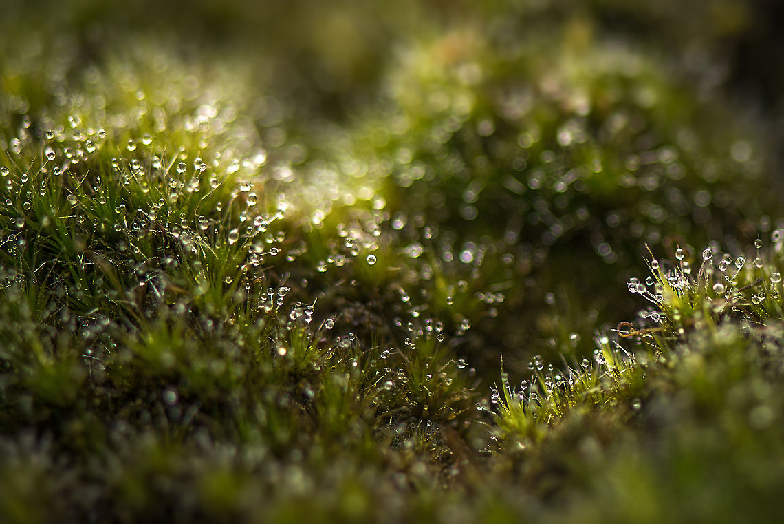 Dew drops in Polytrichum commune, Berghem  Berghem,Europe,Maashorst,Macro,Netherlands,Polytrichum commune