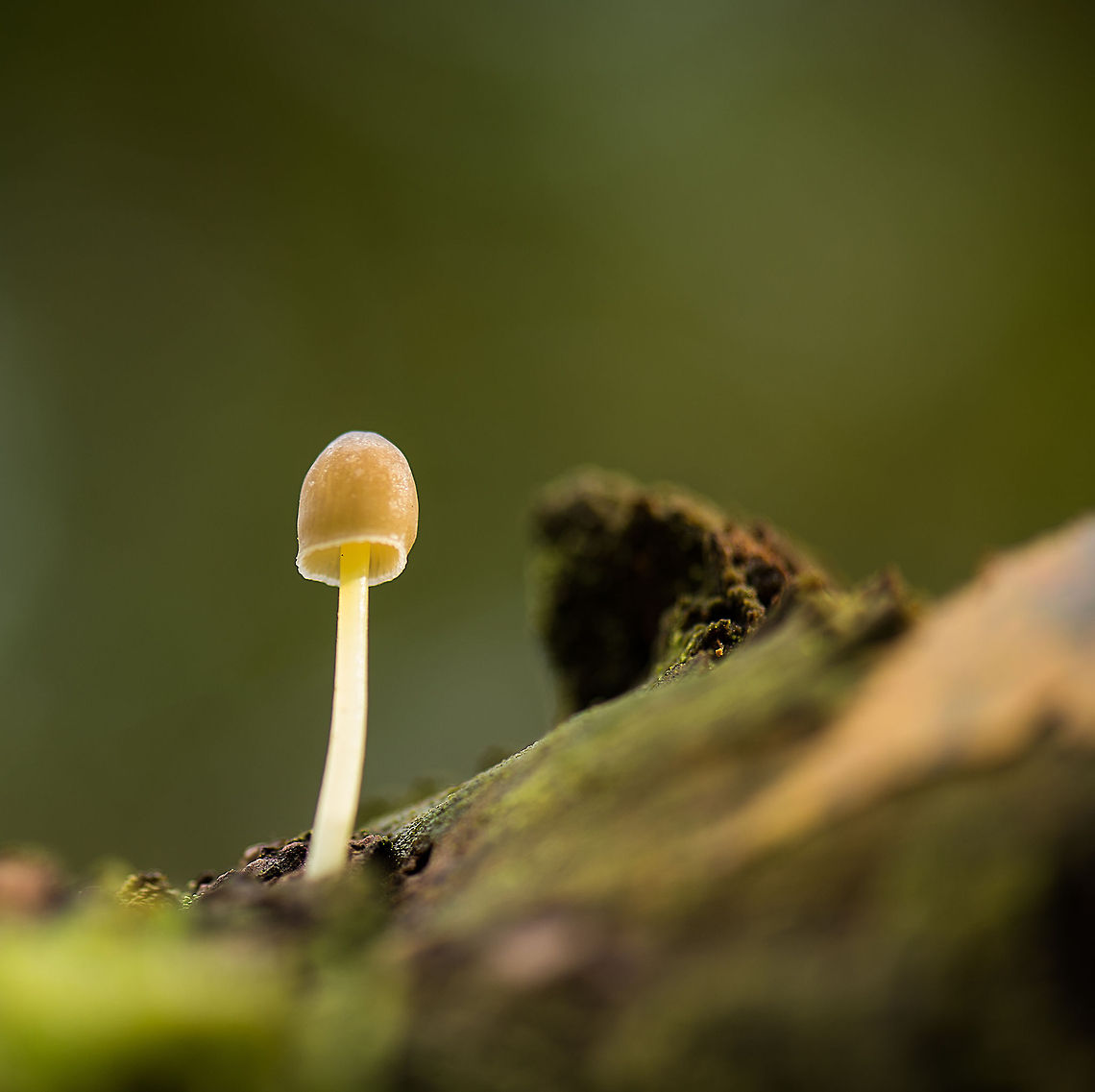White stem, brownish cap fungi, Berghem Species under investigation. Berghem,Europe,Maashorst,Macro,Mycena epipterygioides,Netherlands