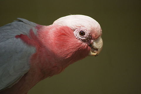 Rose-breasted Cockatoo Found at the Kuala Lumpur Bird Park. Birds,Cockatoo,Eolophus roseicapilla,Galah,Geotagged,Malaysia,Rose-breasted Cockatoo