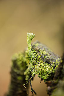 Cladonia fimbriata lichen closeup Fun fact: wonder why this species has such a trunk with a cup shape at the end? That cup will fit one rain drop exactly. Next, spores are mixed into that water, and it is a matter of time before the next rain drops launches this mix into the air, thereby spreading those spores. Berghem,Cladonia fimbriata,Europe,Maashorst,Macro,Netherlands,autumn