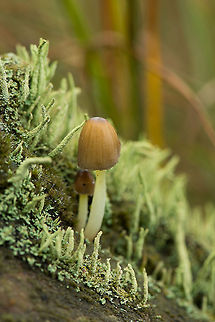 White stem, brownish cap fungi growing amidst lichen, Berghem Species under investigation Berghem,Europe,Maashorst,Macro,Mycena epipterygioides,Netherlands