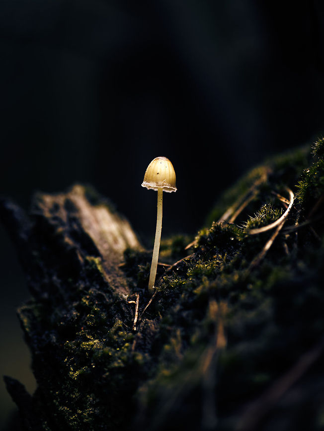 Light of the forest This is not a night shot, nor does this species emit light. However, it does absorb a lot of light, making it always a lot lighter than its surroundings. By simply underexposing the surroundings and reducing highlights of the subject, you get this effect :) Berghem,Europe,Maashorst,Macro,Mycena epipterygioides,Netherlands