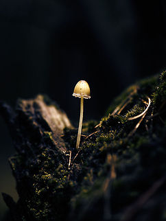 Light of the forest This is not a night shot, nor does this species emit light. However, it does absorb a lot of light, making it always a lot lighter than its surroundings. By simply underexposing the surroundings and reducing highlights of the subject, you get this effect :) Berghem,Europe,Maashorst,Macro,Mycena epipterygioides,Netherlands