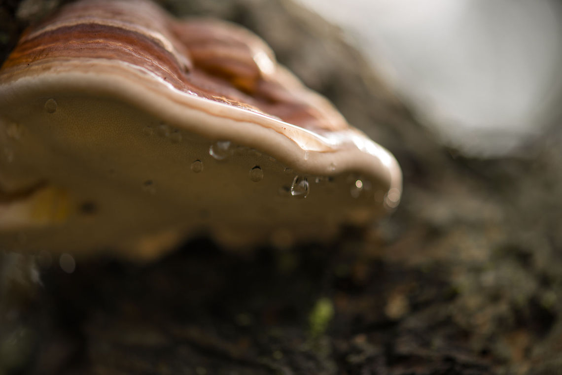 Bottom view of Red Banded Polypore, Berghem If you look closely, you can see the small round pores which are typical for this species. Berghem,Europe,Fomitopsis pinicola,Maashorst,Macro,Netherlands,Red Banded Polypore