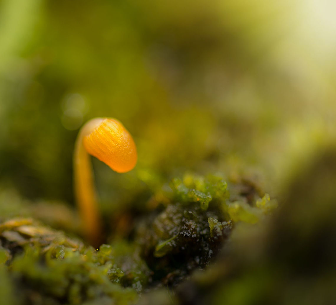 Small curved orange fungus growing amongst moss, Berghem Species under investigation. Berghem,Dwarf Bell,Europe,Galerina pumila,Maashorst,Macro,Netherlands