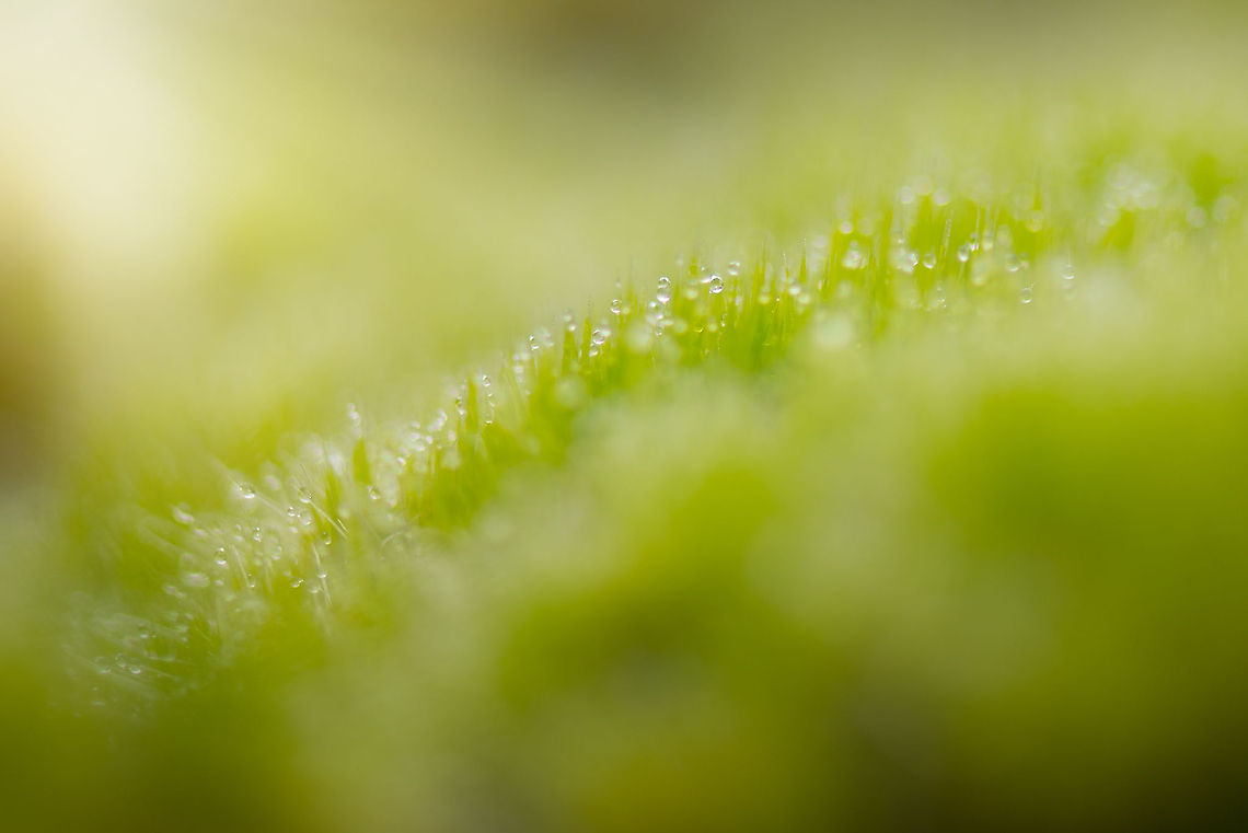 Polytrichum commune dew drops The effect of dew drops on this moss with a very narrow depth of field. Berghem,Europe,Maashorst,Macro,Netherlands,Polytrichum commune