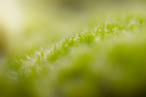 Polytrichum commune dew drops The effect of dew drops on this moss with a very narrow depth of field. Berghem,Europe,Maashorst,Macro,Netherlands,Polytrichum commune