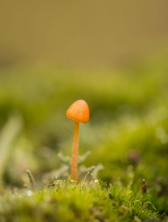 Small orange fungus amidst moss, Berghem Don't know yet what this is, I'll see if I can get external help. Berghem,Dwarf Bell,Europe,Galerina pumila,Maashorst,Macro,Netherlands