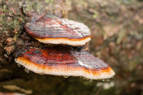 Red Banded Polypore duo, Berghem  Berghem,Europe,Fomitopsis pinicola,Maashorst,Macro,Netherlands,Red Banded Polypore