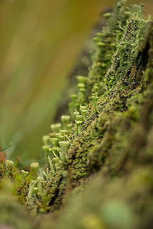 Cladonia fimbriata city, Berghem - 4  Berghem,Cladonia fimbriata,Europe,Maashorst,Macro,Netherlands
