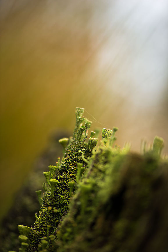 Cladonia fimbriata city, Berghem - 3 Macro of a cluster of Cladonia fimbriata, where in this scene I tried to give the impression of a huge cliff. Berghem,Cladonia fimbriata,Europe,Maashorst,Macro,Netherlands