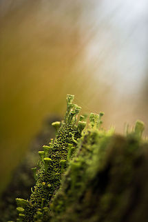 Cladonia fimbriata city, Berghem - 3 Macro of a cluster of Cladonia fimbriata, where in this scene I tried to give the impression of a huge cliff. Berghem,Cladonia fimbriata,Europe,Maashorst,Macro,Netherlands