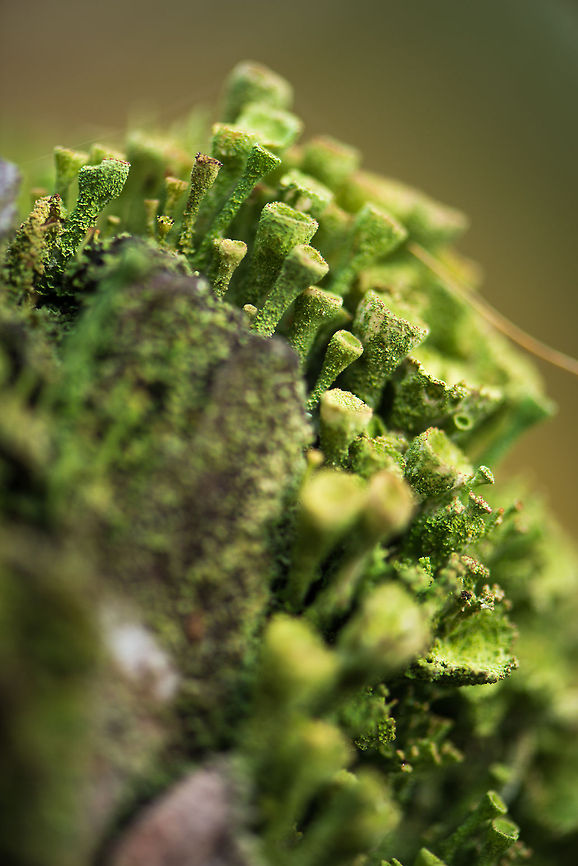 Cladonia fimbriata city, Berghem - 2  Berghem,Cladonia fimbriata,Europe,Maashorst,Macro,Netherlands