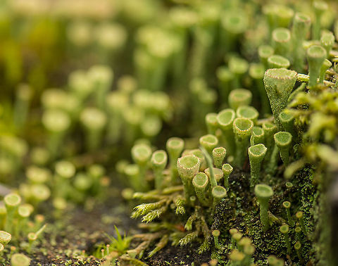 Cladonia fimbriata city, Berghem - 1 This patch of ground containing trunks had several thousands of moss specimens. Berghem,Cladonia fimbriata,Europe,Maashorst,Macro,Netherlands