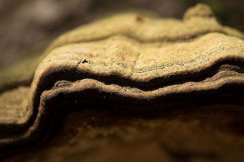 Macro of edge of True Tinder Polypore  Berghem,Europe,Fomes fomentarius,Maashorst,Macro,Netherlands,True Tinder Polypore