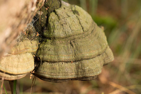 Giant True Tinder Polypore - side view This species of fungi is quite remarkable. It is huge and hard like a rock, and can live for decades. It's also of economic value to some. It can be used to make some kind of leather from, to make hats from, to use as tinder to create a fire, and some believe it has medical value (it doesn't). 

As such, you're encouraged never to pinpoint the exact location of such a find, as it likely will get stolen. That would be more than just a visual miss, as the species is also known to house some rare beetles. Berghem,Europe,Fomes fomentarius,Maashorst,Macro,Netherlands,True Tinder Polypore
