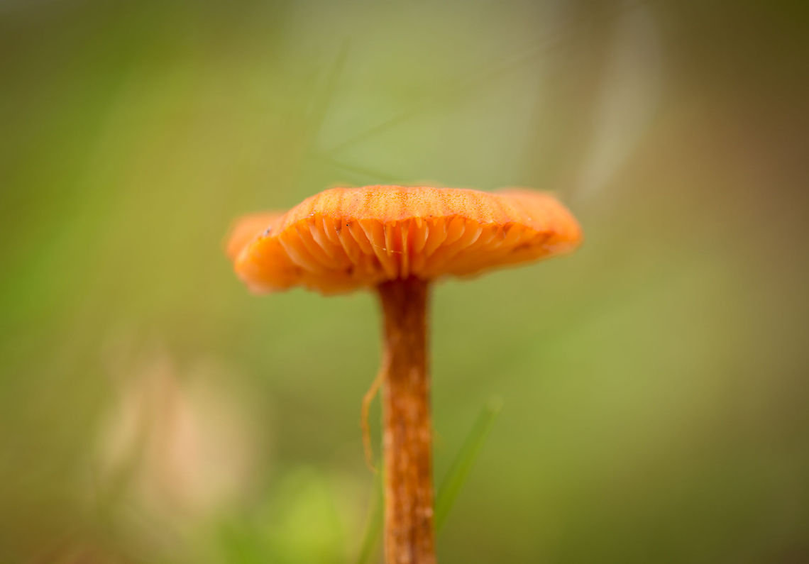 Macro of Scurfy Deceiver, Heeswijk  Europe,Fungi,Heeswijk,Laccaria proxima,Macro,Netherlands,Scurfy Deceiver