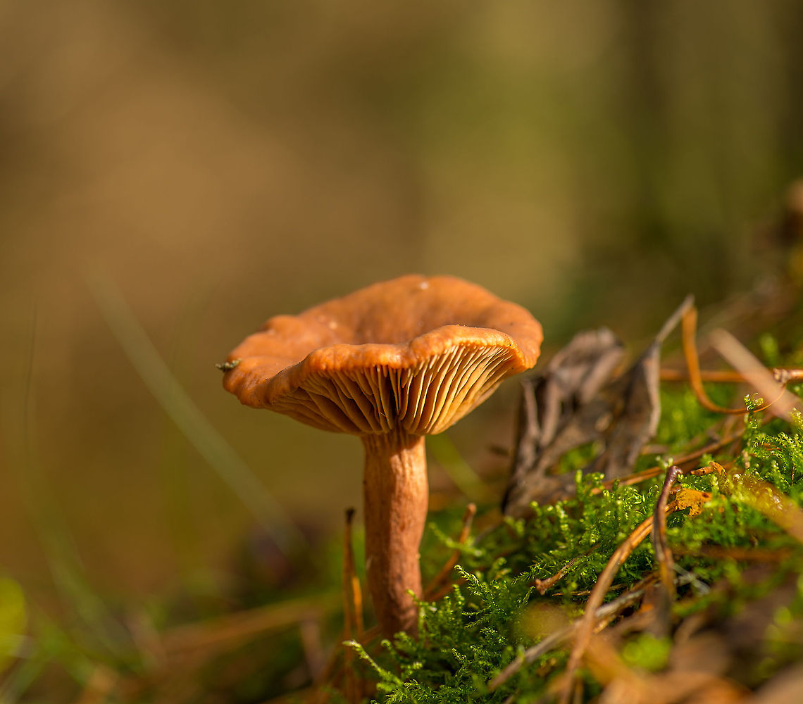 Scurfy Deceiver, Heeswijk Species is an educated guess, under investigation. Lactarius spec presumed. Europe,Fungi,Heeswijk,Laccaria proxima,Macro,Netherlands,Scurfy Deceiver