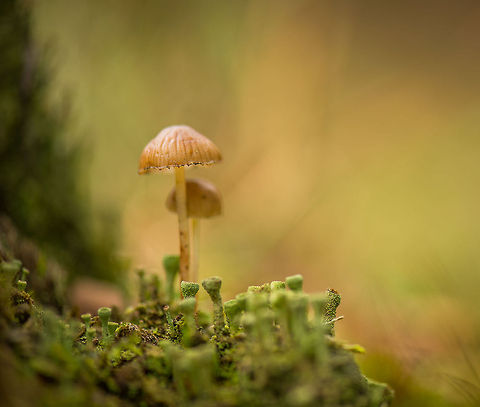 Mycena epipterygioides (presumed) admist lichen, Berghem  Berghem,Europe,Maashorst,Macro,Mycena epipterygioides,Netherlands