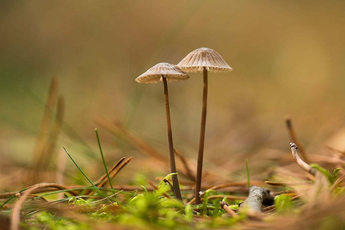 Mycena duo, Heeswijk Species under investigation. Europe,Fungi,Heeswijk,Macro,Netherlands