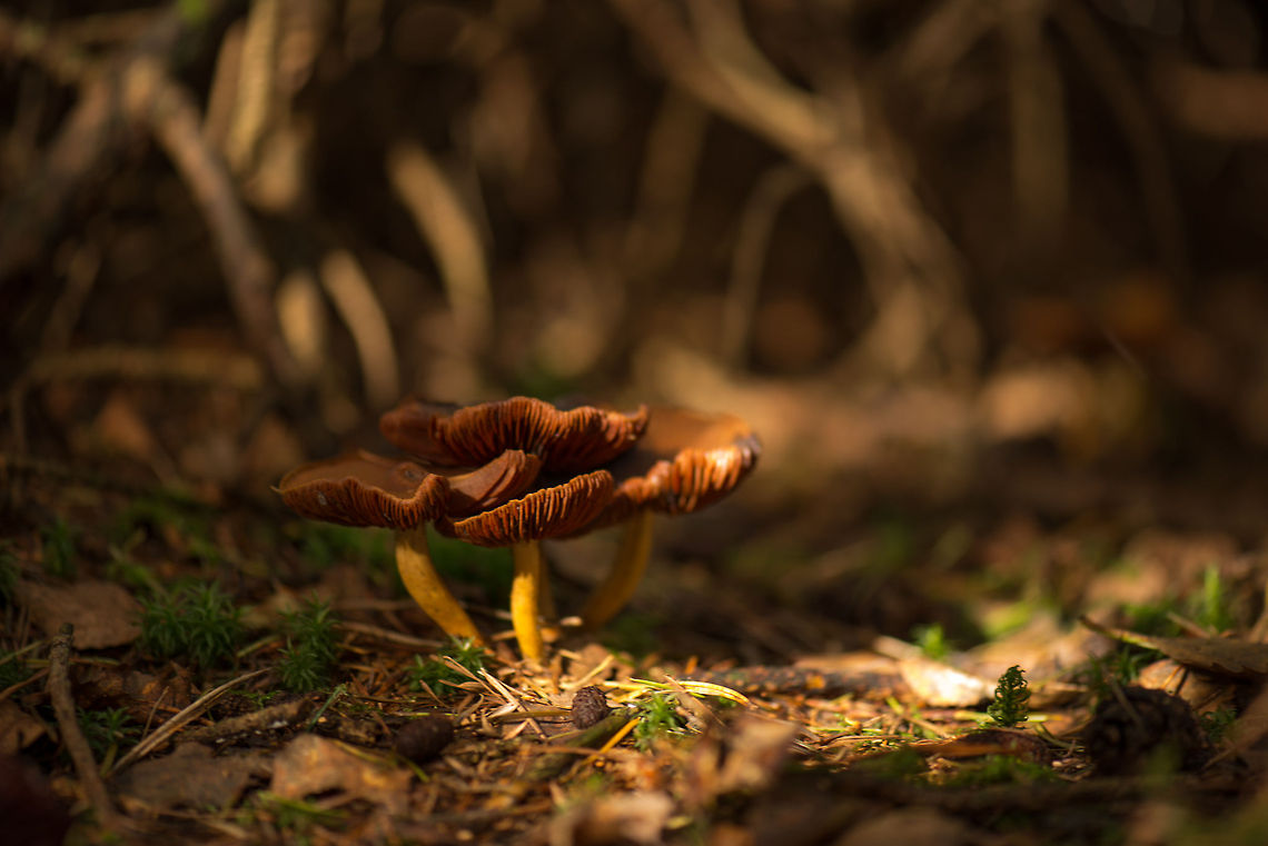 Yellow stem, orange/brown gilled cap fungi cluster, Heeswijk I have no idea what these are yet, but I love the color combination. Europe,Fungi,Heeswijk,Macro,Netherlands