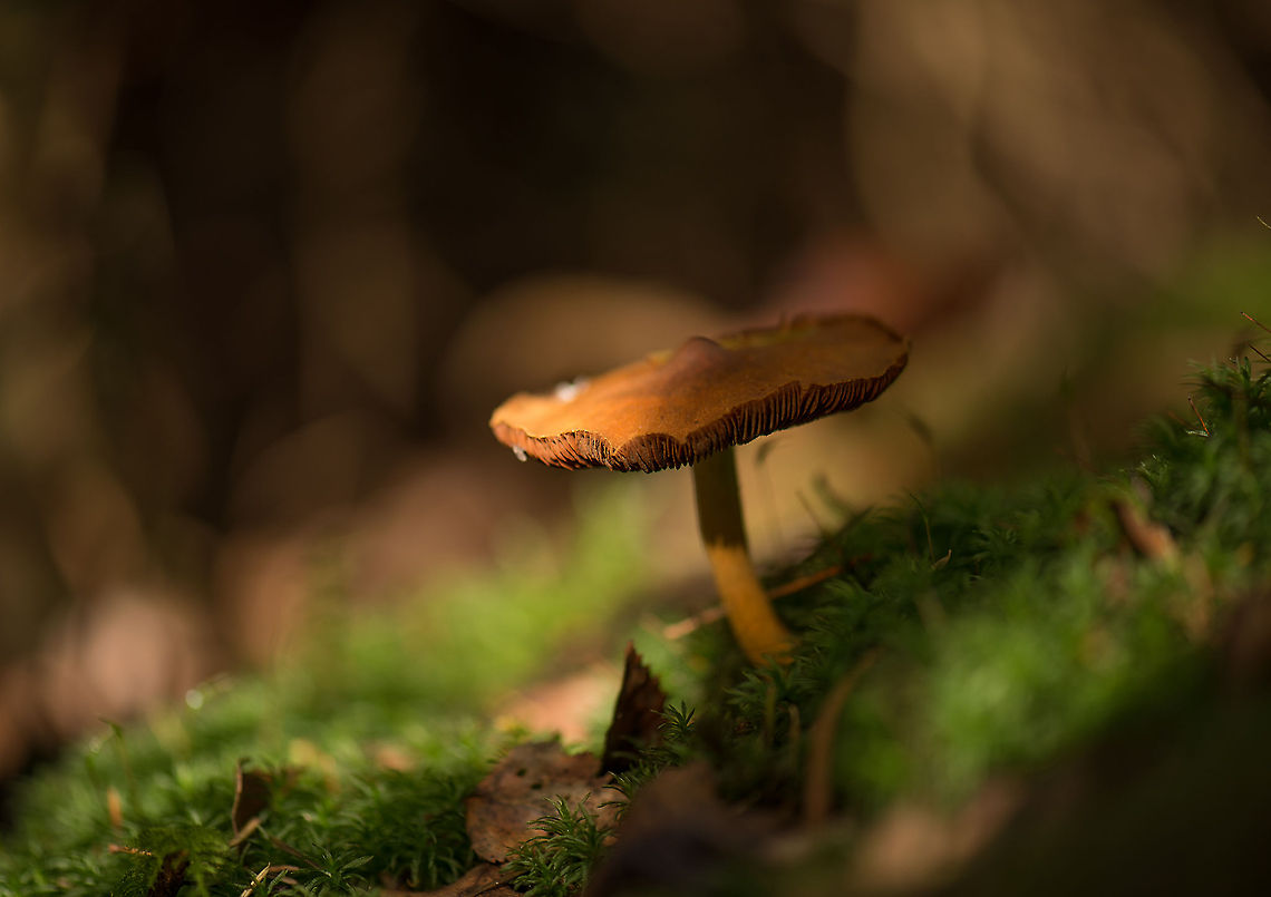 Pointy-hat yellow stem fungus, Heeswijk Its hat reminds me of a sombrero (mexican hat), not sure which species this is yet. Cortinarius spec presumed. Europe,Fungi,Heeswijk,Macro,Netherlands
