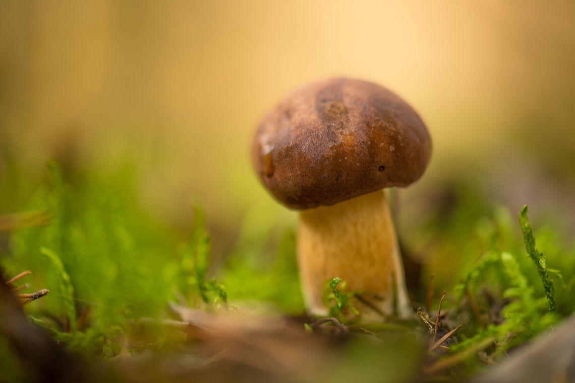 Mature Penny Bun, Heeswijk The dutch word for this species is &quot;eekhoorntjesbrood&quot;, which means &quot;squirrel bread&quot;. Boletus edulis,Europe,Fungi,Heeswijk,Macro,Netherlands,Penny Bun,autumn
