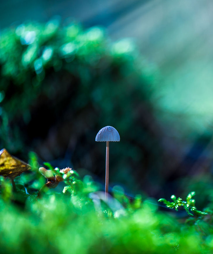 Super Fungi Forest floors are a mess. I know, because I spent the last 5 weekends in a row face-hugging it in a quest to document fungi. Floors are covered in pines, dry leafs, moss, sand, all with little sense to order or structure, just pure chaos. As a result, fungi too are typically messy, in various states of decay, damaged, ridden with dirt, growing in all directions.<br />
<br />
Yet not this one. In all this chaos, this little mycena managed to grow up straight perfectly. Not only that, it also managed to grow a perfectly symmetrical hat. It's as if chaos does not apply to it, and it simply managed to execute its inbuilt growth plan and design without any hinder.  Europe,Fungi,Heeswijk,Macro,Netherlands