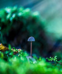Super Fungi Forest floors are a mess. I know, because I spent the last 5 weekends in a row face-hugging it in a quest to document fungi. Floors are covered in pines, dry leafs, moss, sand, all with little sense to order or structure, just pure chaos. As a result, fungi too are typically messy, in various states of decay, damaged, ridden with dirt, growing in all directions.<br />
<br />
Yet not this one. In all this chaos, this little mycena managed to grow up straight perfectly. Not only that, it also managed to grow a perfectly symmetrical hat. It's as if chaos does not apply to it, and it simply managed to execute its inbuilt growth plan and design without any hinder.  Europe,Fungi,Heeswijk,Macro,Netherlands