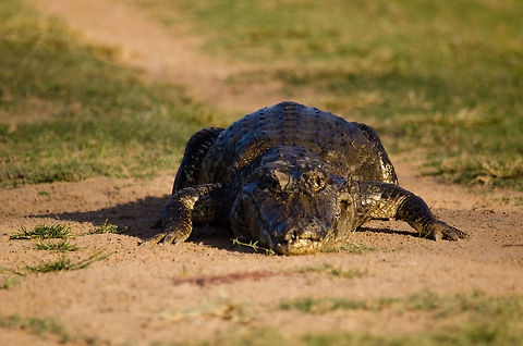 Caiman blocking our path "You cannot just *walk* into Mordor"

Our very first hike in the Pantanal saw this caiman coming out of the waters to block our path. We soon learned that there is nothing to fear, as there is so much food that they don't bother attacking anything that takes effort. As long as you do not directly stand next to his head, all is good. No guarantees though. Brazil,Caiman,Caiman yacare,Pantanal,Reptiles,Yacare caiman
