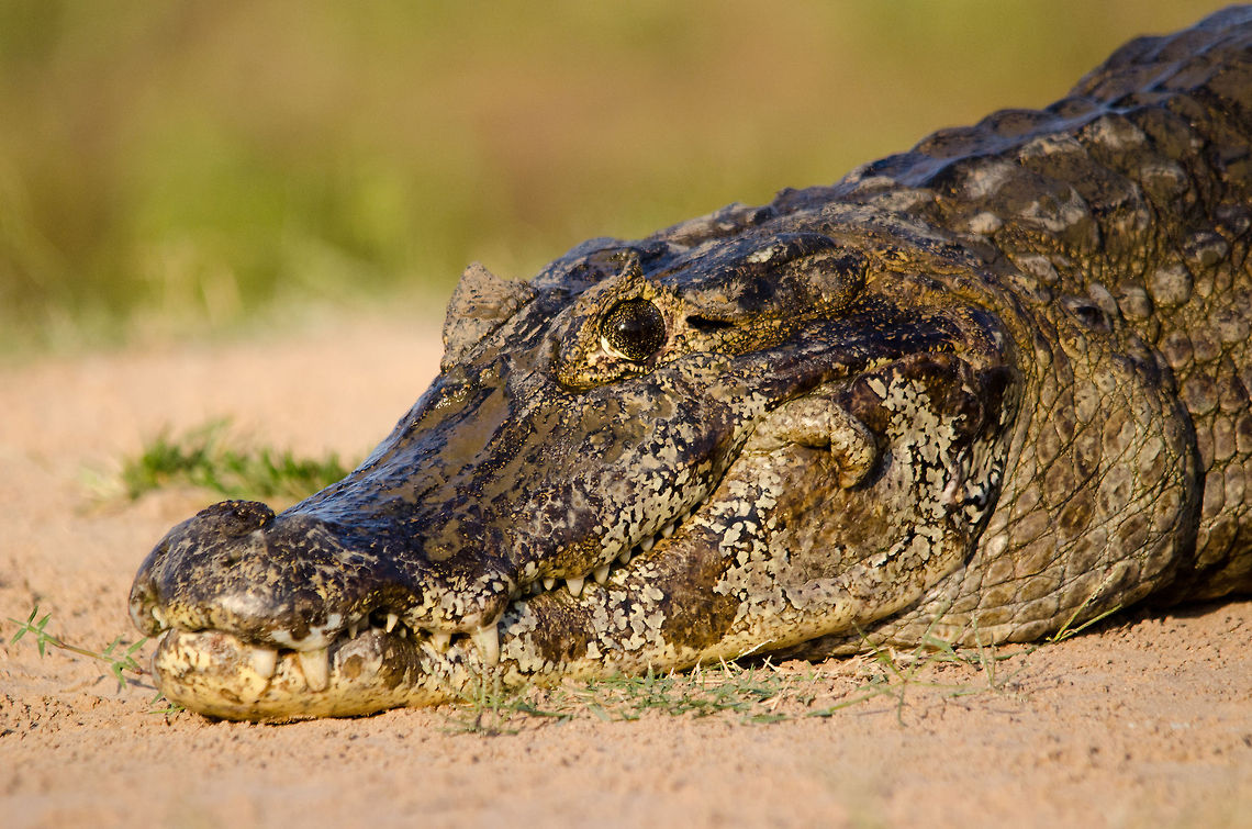 Closeup of Caiman in the Pantanal A very approachable Caiman in the Pantanal blocking our path. Brazil,Caiman,Caiman yacare,Pantanal,Reptiles,Yacare caiman