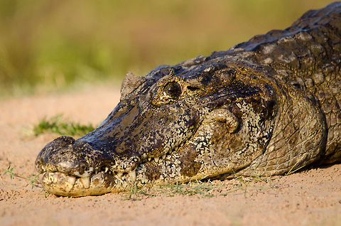 Closeup of Caiman in the Pantanal A very approachable Caiman in the Pantanal blocking our path. Brazil,Caiman,Caiman yacare,Pantanal,Reptiles,Yacare caiman
