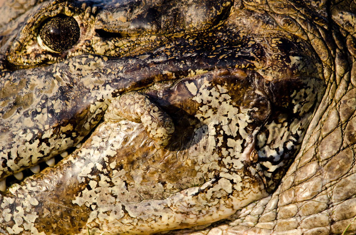 Pantanal Caiman extreme closeup This is as close as I dared to go with this Caiman in the Pantanal. Brazil,Caiman,Caiman yacare,Pantanal,Reptiles,Yacare caiman