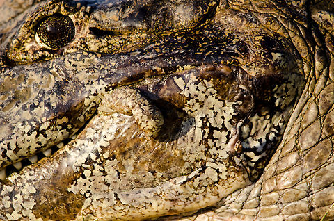 Pantanal Caiman extreme closeup This is as close as I dared to go with this Caiman in the Pantanal. Brazil,Caiman,Caiman yacare,Pantanal,Reptiles,Yacare caiman