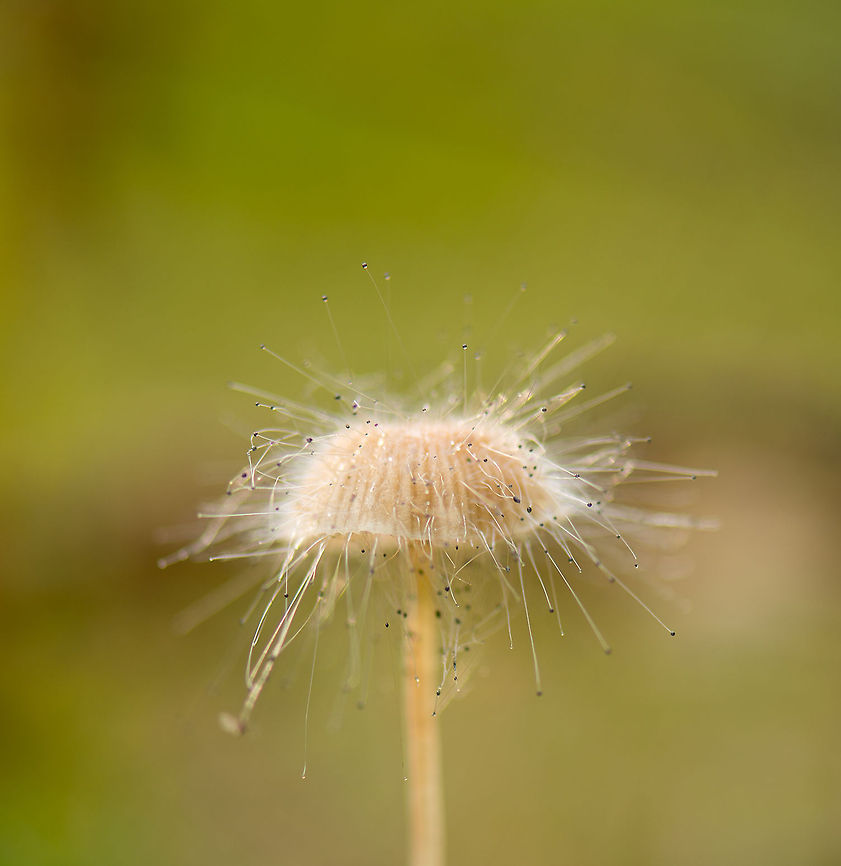 Mycena covered in Bonnet mould (Spinellus fusiger) The little threaded black dots you see on this closeup of a Mycena is the Bonnet mould.  Europe,Fungi,Heeswijk,Macro,Netherlands,Spinellus fusiger