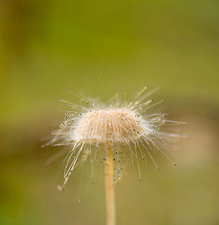 Mycena covered in Bonnet mould (Spinellus fusiger) The little threaded black dots you see on this closeup of a Mycena is the Bonnet mould.  Europe,Fungi,Heeswijk,Macro,Netherlands,Spinellus fusiger