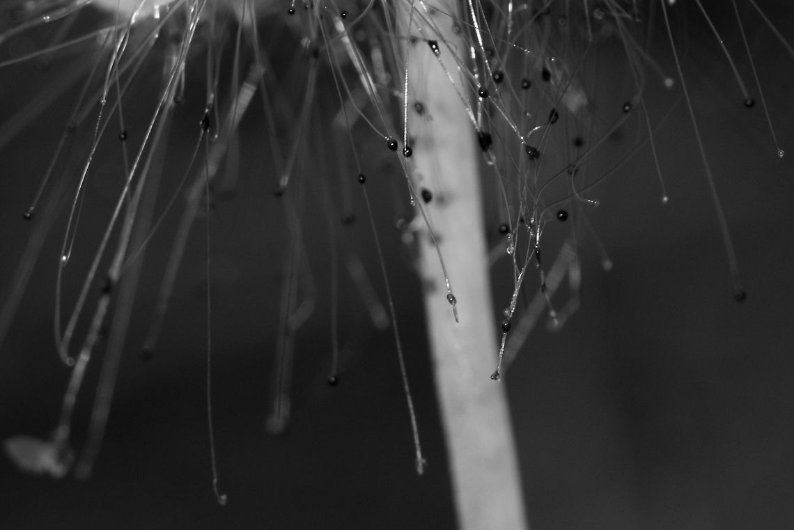Bonnet Mould Macro In this scene, I intentionally focused below the hat of this mould-infected Mycena to get a better view of the Bonnet Mould species, which consists of transparent threads that end in a black dot. Bonnet mould,Europe,Fungi,Heeswijk,Macro,Netherlands,Spinellus fusiger