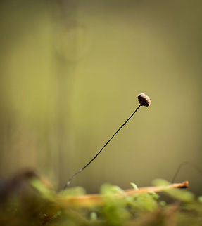 Horsehair Parachute on forest floor, Heeswijk-Dintherse Bossen These species you will likely only discover with your face on the forest floor, as they are tiny and thinner than a single leaf of grass. They are also very fragile, so if you want to do some "gardening" to clear a scene, be very careful. Europe,Fungi,Heeswijk,Horsehair Parachute,Macro,Marasmius androsaceus,Netherlands